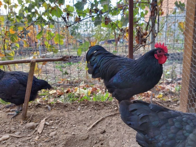  - Australorp negru 2019