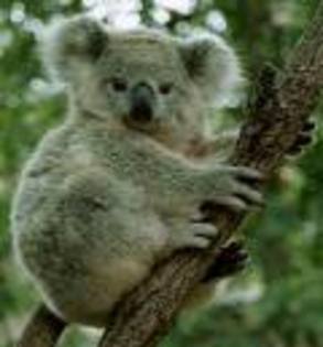 koala - prietenii nostri animalele