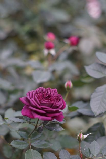  - Noiembrie 2019- noiembrie 2020