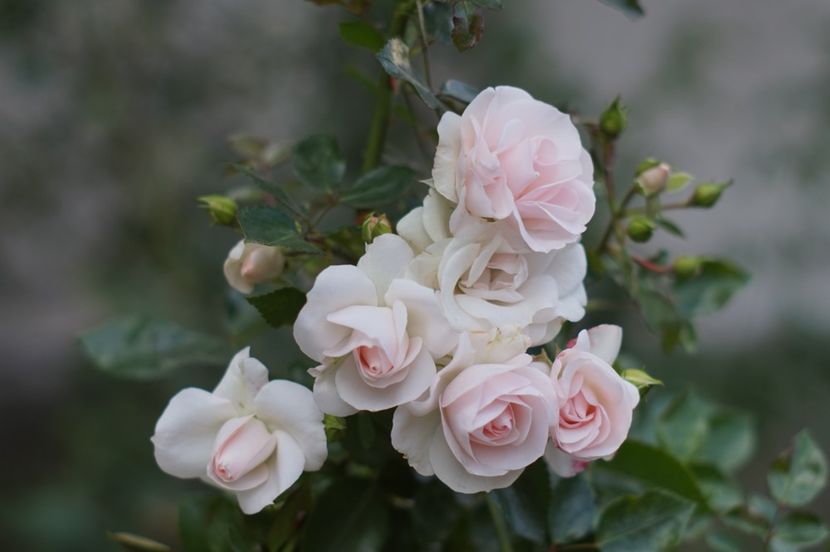  - Noiembrie 2019- noiembrie 2020