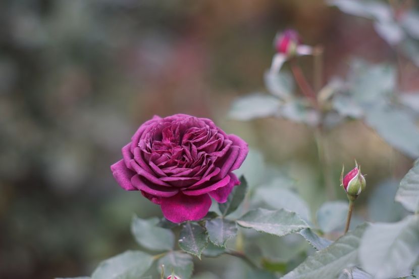  - Noiembrie 2019- noiembrie 2020