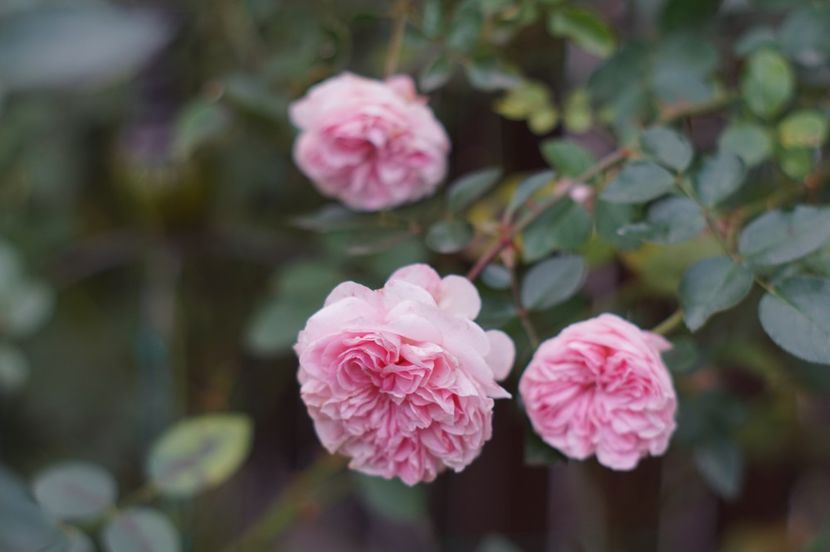  - Noiembrie 2019- noiembrie 2020