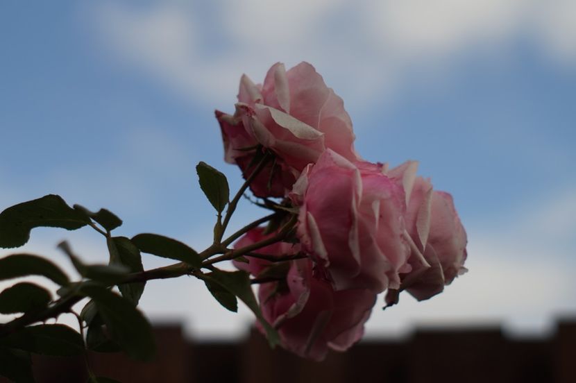  - Noiembrie 2019- noiembrie 2020