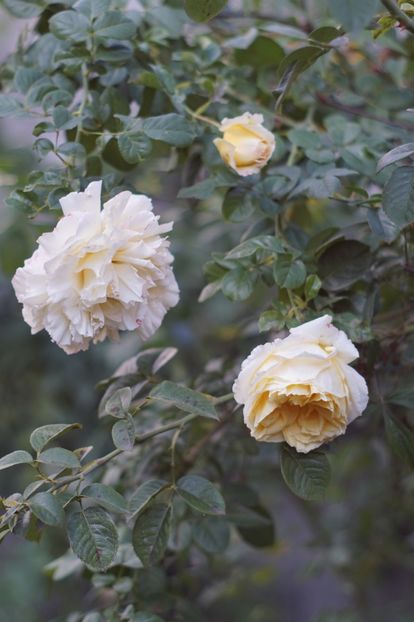  - Cyrano de Bergerac