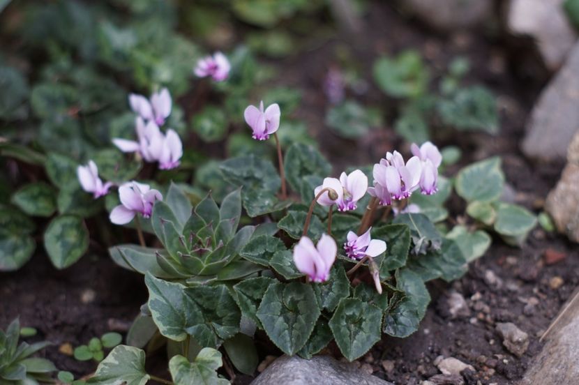  - Noiembrie 2019- noiembrie 2020