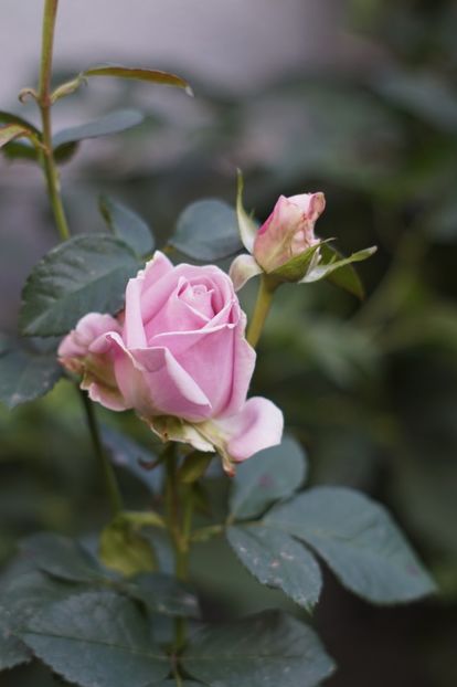  - Noiembrie 2019- noiembrie 2020