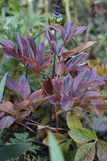  - Noiembrie 2019- noiembrie 2020