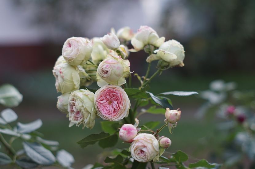  - Noiembrie 2019- noiembrie 2020