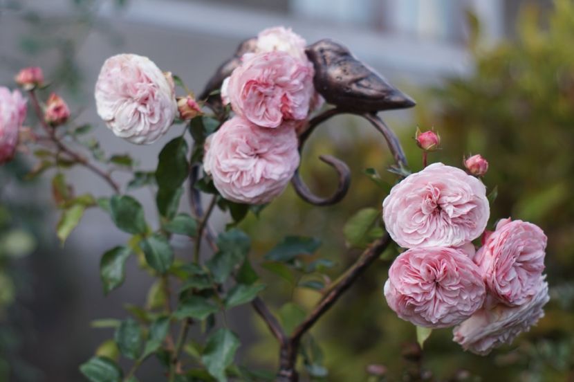  - Noiembrie 2019- noiembrie 2020