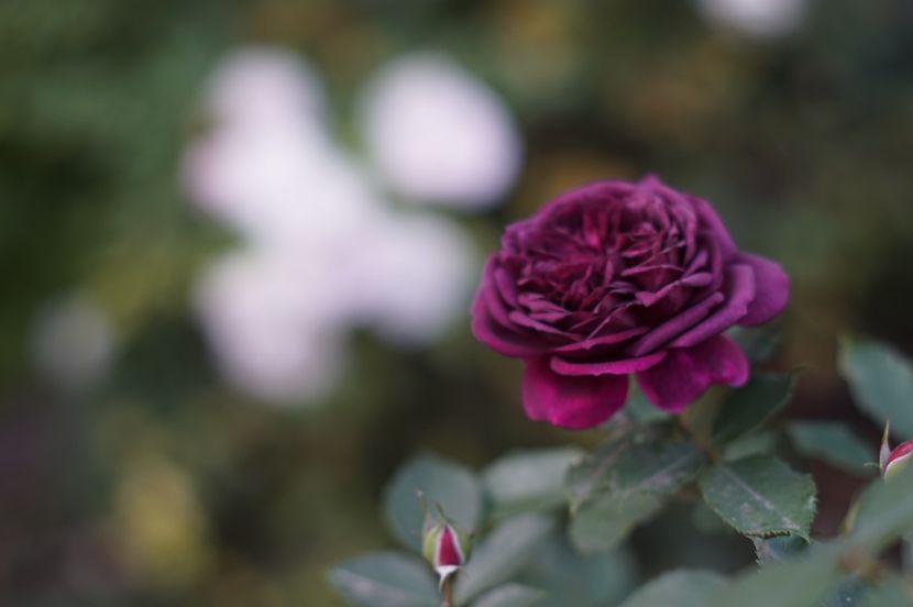  - Noiembrie 2019- noiembrie 2020