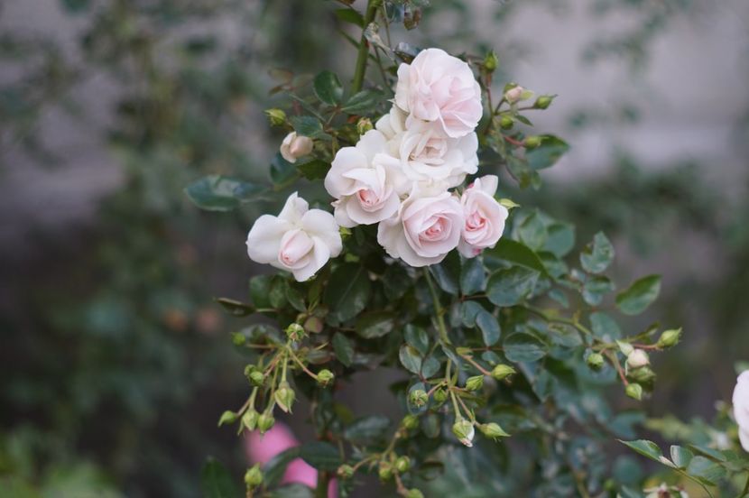  - Noiembrie 2019- noiembrie 2020