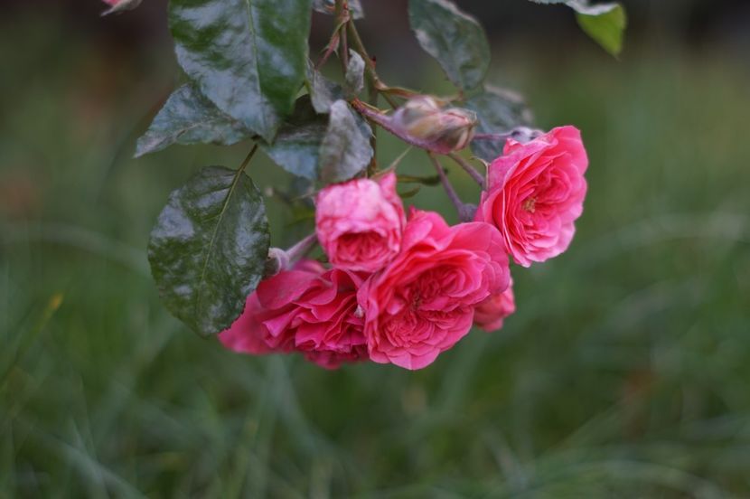  - Noiembrie 2019- noiembrie 2020