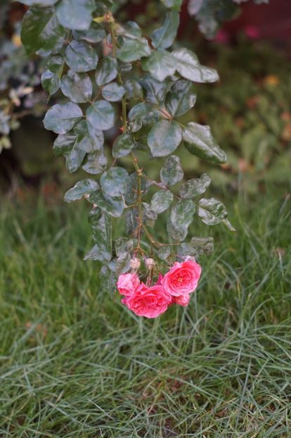  - Noiembrie 2019- noiembrie 2020