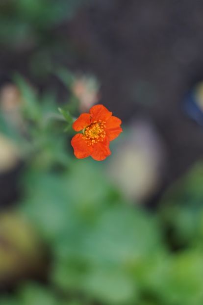  - Noiembrie 2019- noiembrie 2020