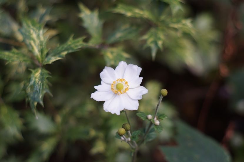  - Noiembrie 2019- noiembrie 2020