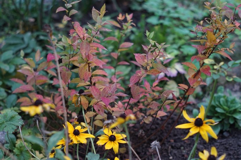  - Noiembrie 2019- noiembrie 2020