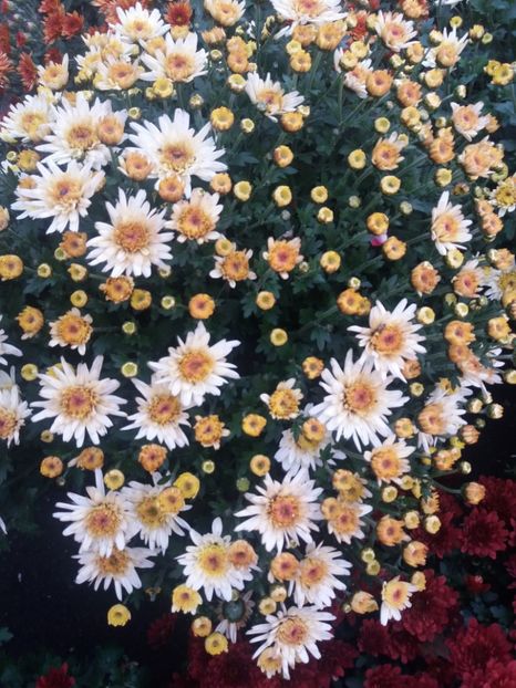 provizoriu - Tufanici si crizanteme