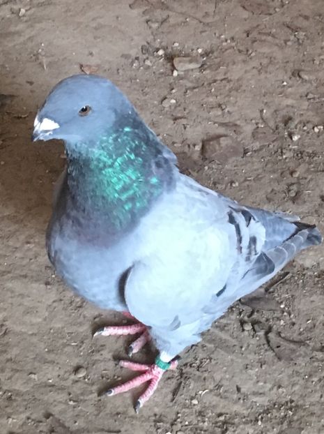 44CD5D74-25C9-4BEA-9E42-92F07910F25C - Pui g homer 2019