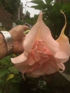 Phenomenal - BRUGMANSIA