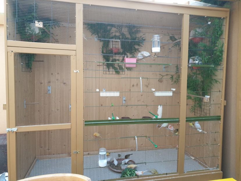 La voliera - 01 - CANARI