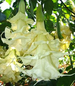 angels_sunbeam - BRUGMANSIA