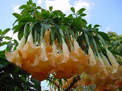 apricot queen - BRUGMANSIA
