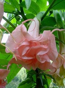 pink amour - BRUGMANSIA