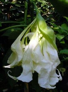 shredded dress - BRUGMANSIA