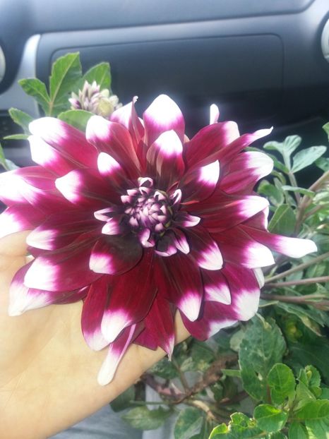  - Achizitii toamna 2019