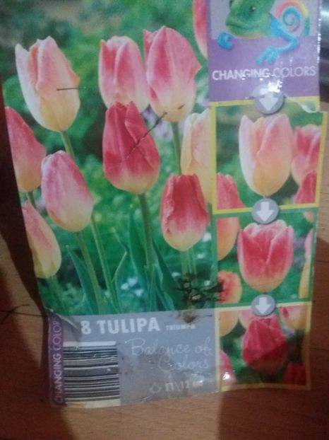  - Achizitii toamna 2019