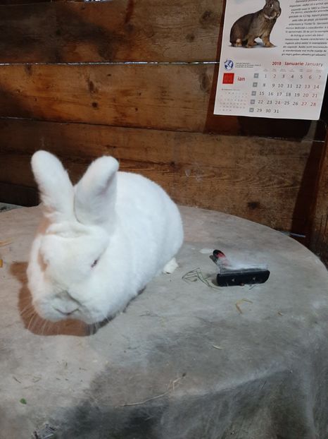 Masccul ianuarie - TINERET NEO ALB 2019