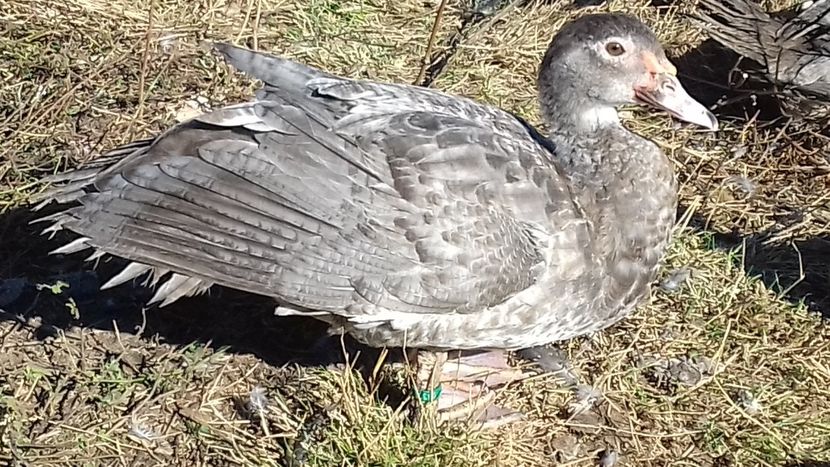  - Bomboane asortate 2019