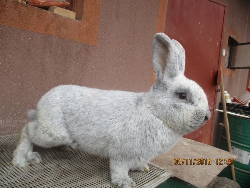  - Marele Argint masc 1