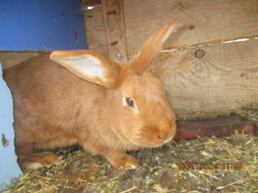 Cuib.16.10.2019 !! 6 pui - Neozeelandez Rosu fem 1