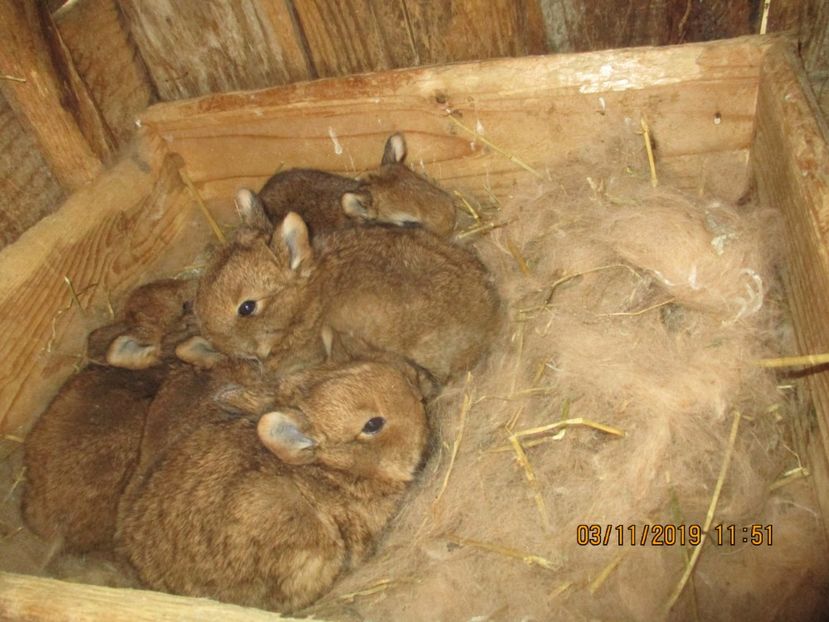  - Neozeelandez Rosu fem 1