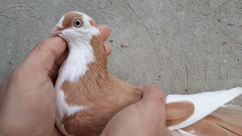 2.2 - Tineret oprit pentru 2020