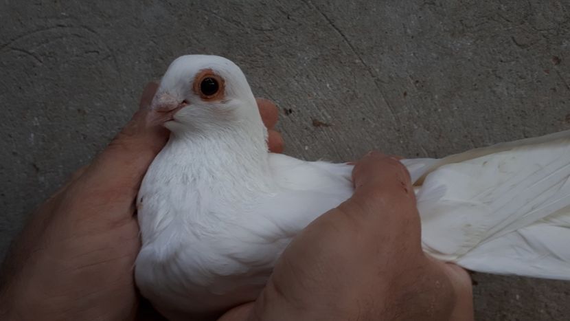 5.2 - Tineret oprit pentru 2020