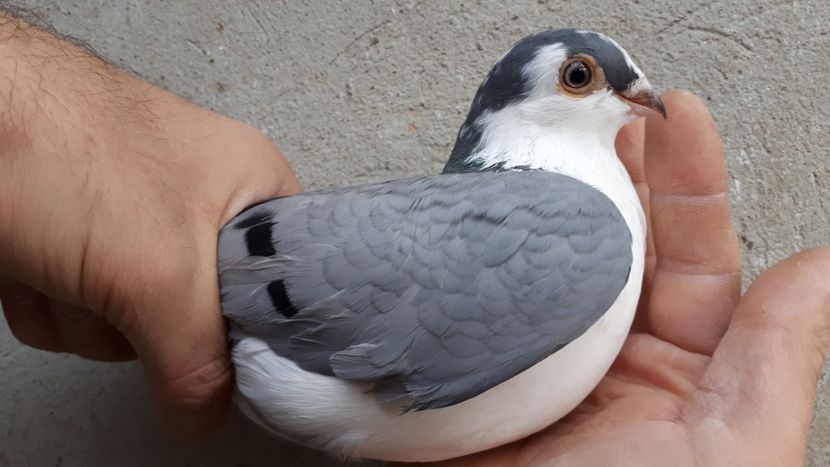 7.1 - Tineret oprit pentru 2020