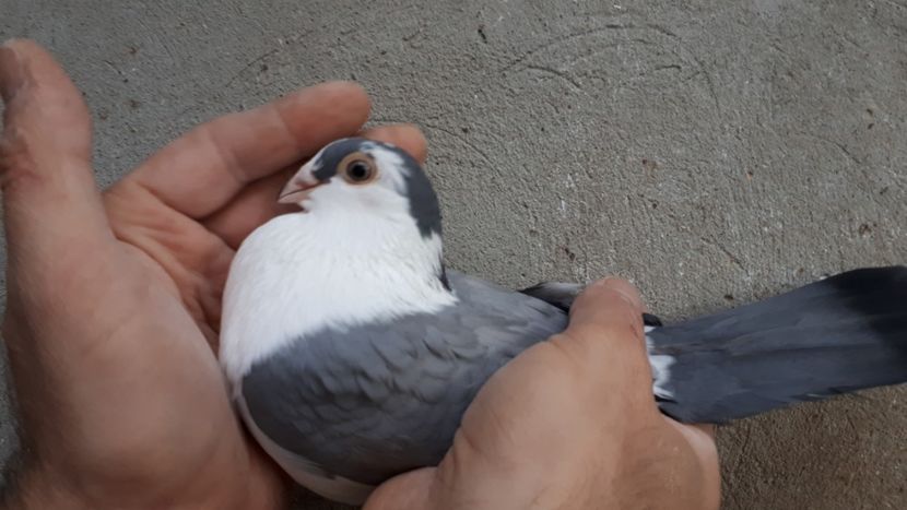 7.2 - Tineret oprit pentru 2020