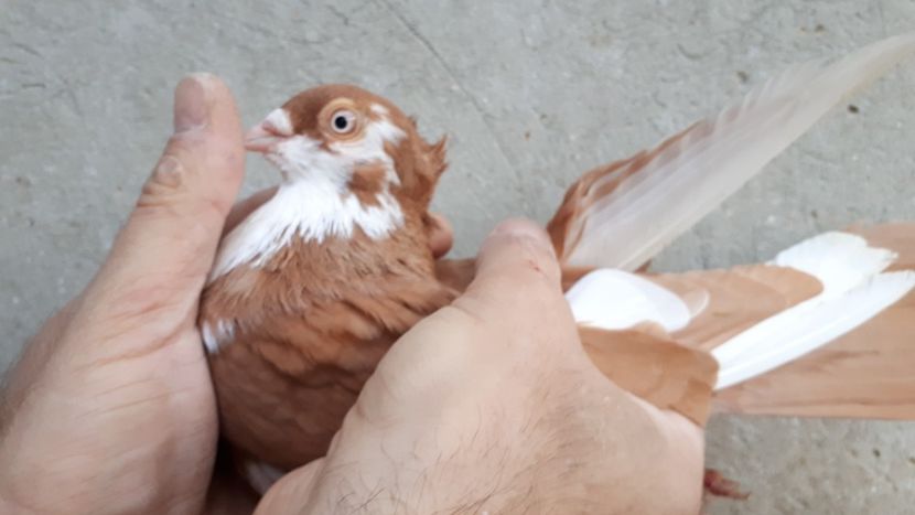 8.2 - Tineret oprit pentru 2020