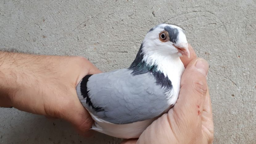 9.1 - Tineret oprit pentru 2020