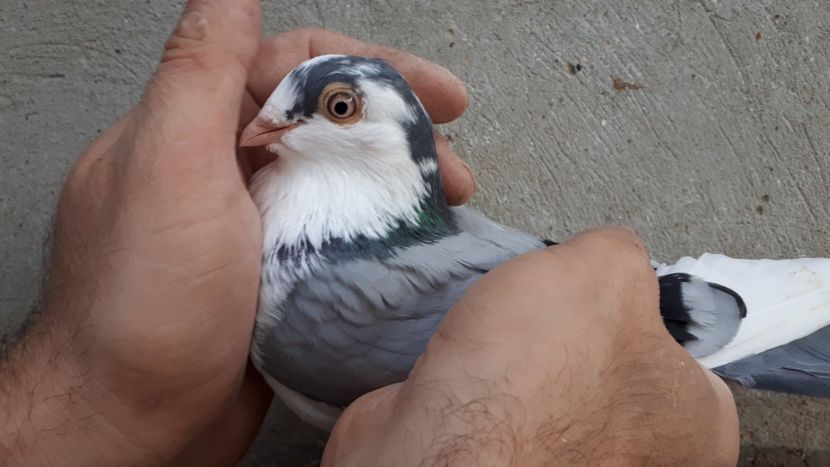 9.2 - Tineret oprit pentru 2020