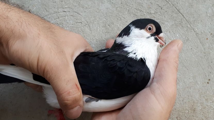 11.1 - Tineret oprit pentru 2020