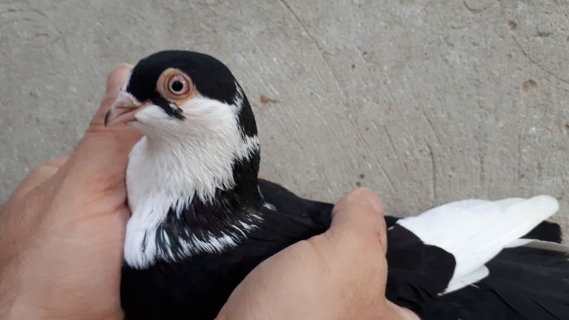 11.2 - Tineret oprit pentru 2020