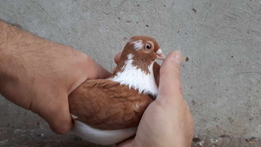 12.1 - Tineret oprit pentru 2020