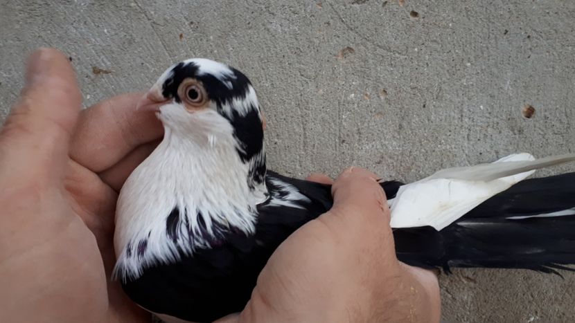 13.2 - Tineret oprit pentru 2020