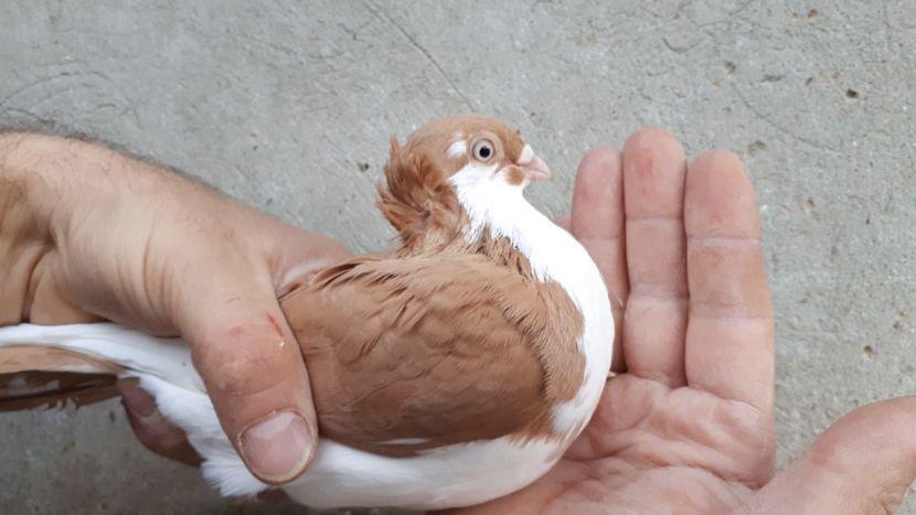 14.1 - Tineret oprit pentru 2020