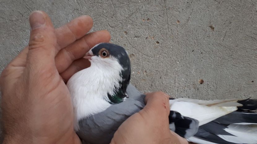 15.2 - Tineret oprit pentru 2020