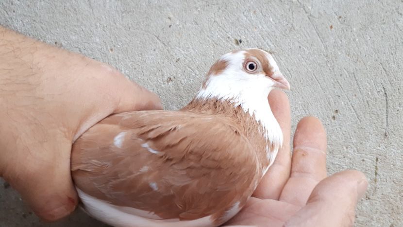 16.2 - Tineret oprit pentru 2020