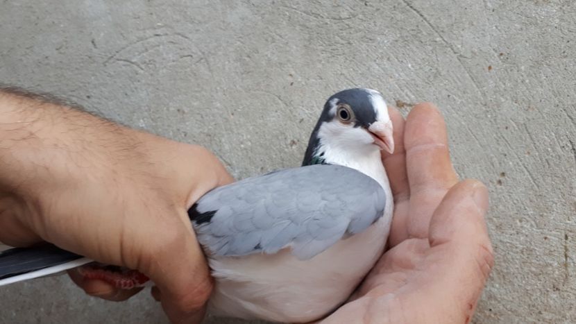 17.1 - Tineret oprit pentru 2020